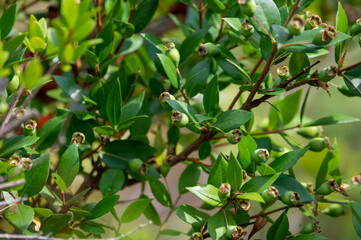Botanical collection, leaves and berries of myrtus communis or true myrtle plant growing in garden