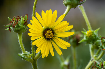 Yellow flowers heads of Silphium laciniatum or compass plant growing in garden