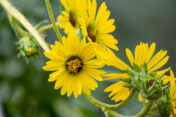 Yellow flowers heads of Silphium laciniatum or compass plant growing in garden