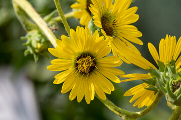 Yellow flowers heads of Silphium laciniatum or compass plant growing in garden