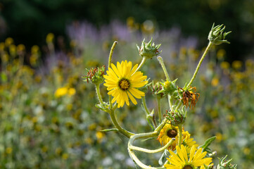 Yellow flowers heads of Silphium laciniatum or compass plant growing in garden