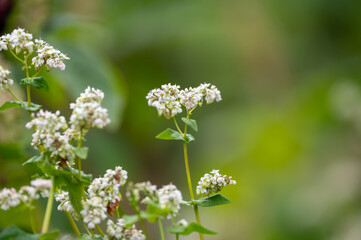 Summer blossom of fagopyrum esculentum or buckwheat plant, healthy vegetarian food