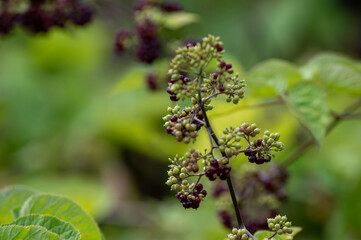 Woody shrub of Eleutherococcus senticosus or Siberian ginseng or eleuthero used in traditional Chinese medicine
