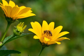 Extreme Nahaufnahme Blumenblüte