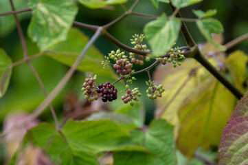 Woody shrub of Eleutherococcus senticosus or Siberian ginseng or eleuthero used in traditional Chinese medicine