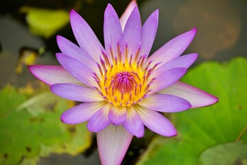 Extreme Nahaufnahme Blumenblüte