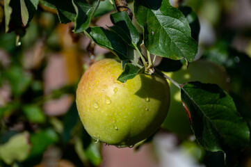 Brunch of apple tree with many apple fruits in orchard