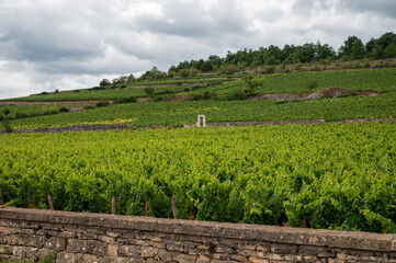 Green vineyards with growing grapes plants, production of high quality famous French white wine in...