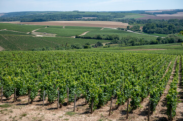 Fototapeta na wymiar Panoramic view on Chablis Grand Cru appellation vineyards with grapes growing on limestone and marl soils, Burdundy, France