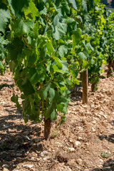 Fototapeta na wymiar Chardonnay grape growing on Panoramic hilly Chablis Grand Cru appellation vineyards on limestone and marl soils, Burdundy, France