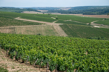 Panoramic view on Chablis Grand Cru appellation vineyards with grapes growing on limestone and marl soils, Burdundy, France