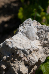 Sample of soil from Chablis Grand Cru appellation vineyards, limestone and marl soils with oyster...