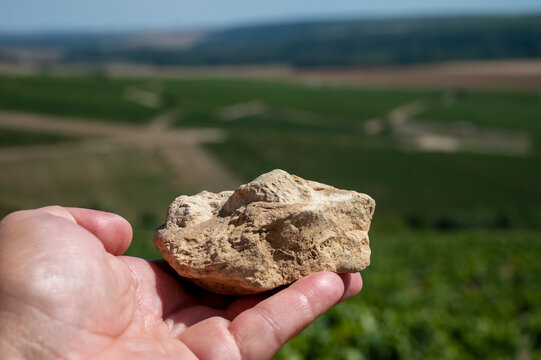 Sample of soil from Chablis Grand Cru appellation vineyards, limestone and marl soils with oyster fossils, Burdundy, France