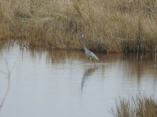 A tricolored heron wading in the coastal wetland waters of Chincoteague Island, National Wildlife Refuge, Virginia.
