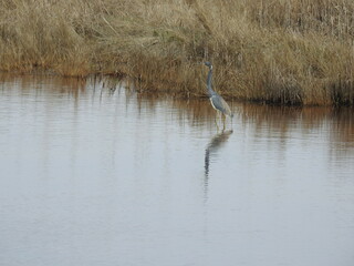A tricolored heron wading in the coastal wetland waters of Chincoteague Island, National Wildlife Refuge, Virginia.