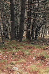 Paisaje otoñal lleno de árboles 