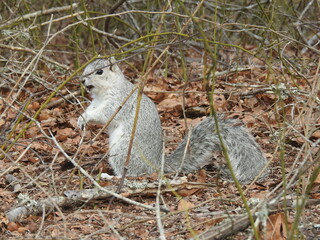 A Delmarva Peninsula Fox Squirrel with a greenbrier berry in its mouth, at the Chincoteague Island, National Wildlife Refuge, Accomack County, Virginia.