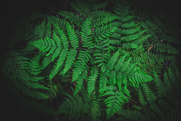 Green fern in a wet coniferous forest