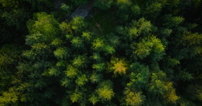Top down view of the coniferous forest growing on the slopes of the mountains.