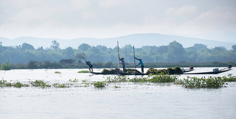 Myanmar, lac Inle - de la boue, des herbes retirées du lac par les jardiniers Birman, serviront à...