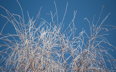 Hoarfrost on birch branches. White frost on tree branches against the blue sky. Winter weather and freezing temperatures.