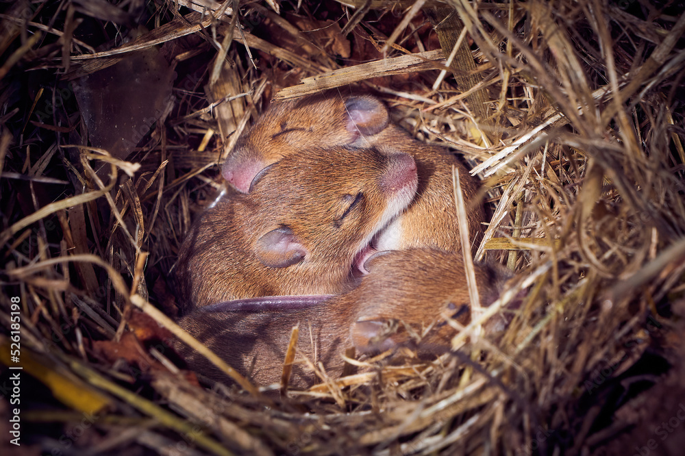 Wall mural Baby mice sleeping in nest in funny position (Mus musculus)