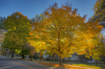 Beautiful Maple on Foliage on South Main