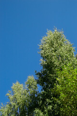 Birch tree and sky