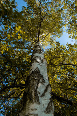 Fototapeta premium Autumn birch tree