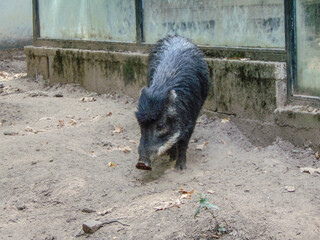 Peccary pig at the zoo in summer
