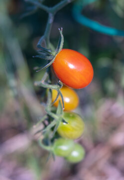 Close-up of Small Ripeing Roma Tomatoes Dangling from Vine