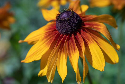 Close-up of Yellow and Orange Black Eyed Susan Marmalade Flower