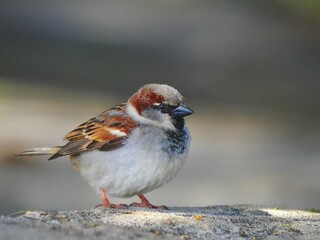 Obraz na płótnie Canvas House sparrow