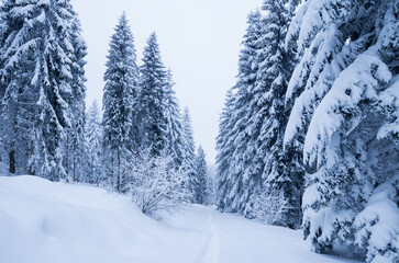 snow-covered trees in winter forest