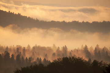 fog in the forest in the mountains