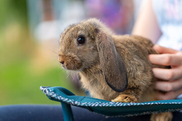 little baby bunny rabbit sitting on the picnic travel chair, copy space, ears down, cute looking,...