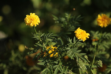 yellow flowers in the garden