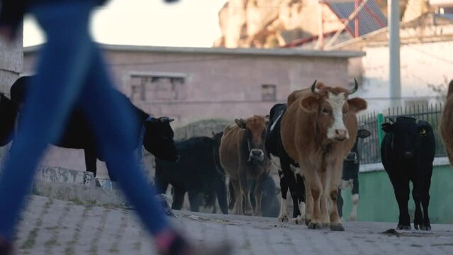 herd of cows grazing in the streets of the city
