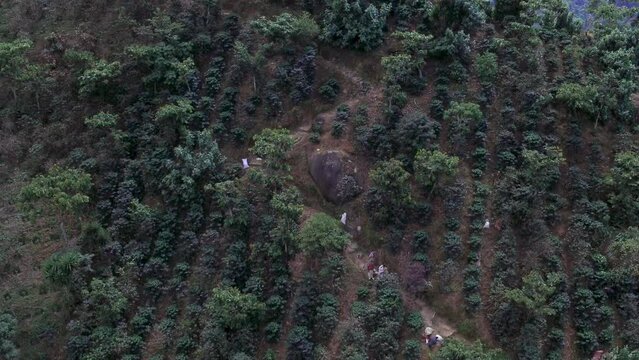 Drone shot over the Coffee plantations field in Chiapas, Mexico