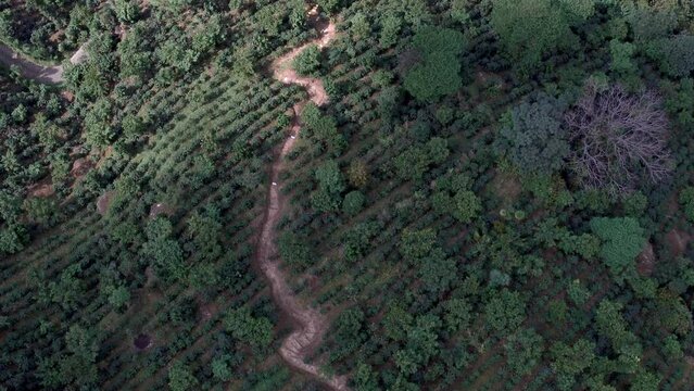 Drone shot over the Coffee plantations field in Chiapas, Mexico