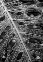 Monochrome Photograph of a Tropical Leaf with Holes in the Surface.