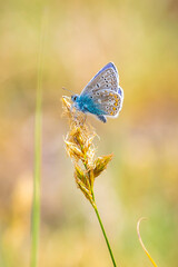 Common Blue butterfly (Polyommatus icarus) pollinating closeup