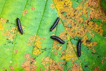 Closeup of a small alder leaf beetle, agelastica alni, caterpillar climbing up on green grass and reeds