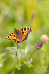 Aglais urticae small tortoiseshell butterfly isolated by nature