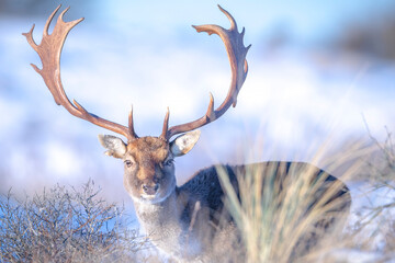 Fallow deer stag Dama Dama foraging in Winter forest snow