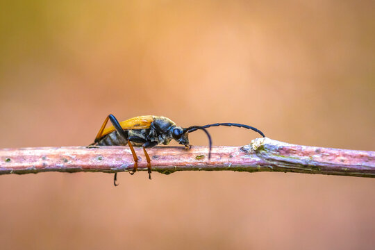 Red-brown Longhorn Beetle, Stictoleptura rubra, crawling