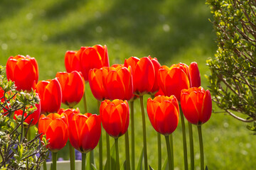 multiple orange tulips in bloom in front of green field with narrow depth of field in tulip town during tulip festival of mt Vernon Washington