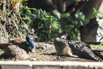 Pavos reales
