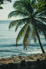 Palmera y el mar