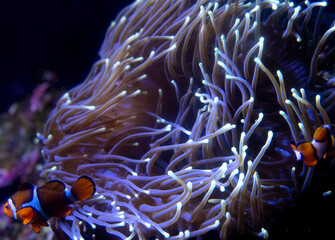 Clown Fish in Anemone 
